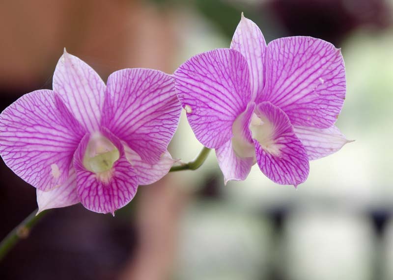 BotanicalGdn,Orchid